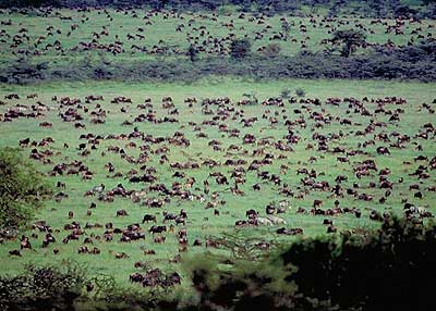 migration_herd_ngorongoro