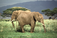 site_39_elephant